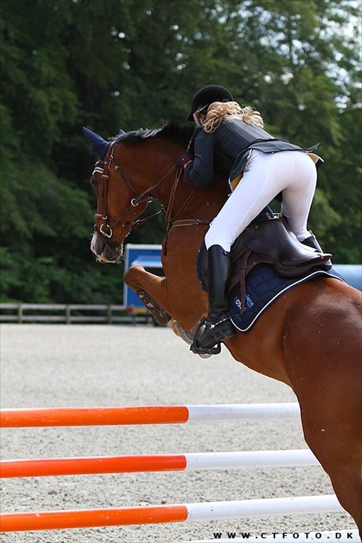 Hollandsk Varmblod Purple KWPN billede 20