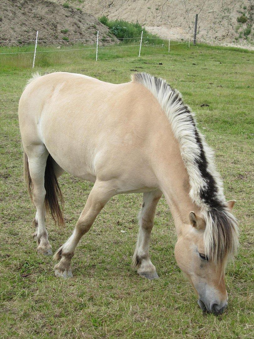 Fjordhest Sanita Dalsgaard - D. 24/06-2011 Foto: TG billede 14