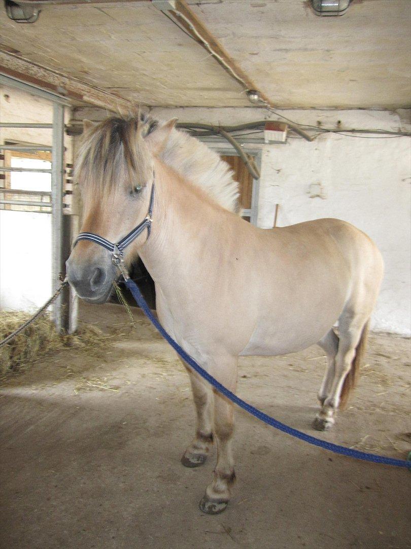 Fjordhest Sanita Dalsgaard - D. 24/06-2011 Foto: TG billede 16