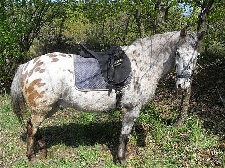Knabstrupper Filur - Filur holder pause på weekendturen.. billede 13