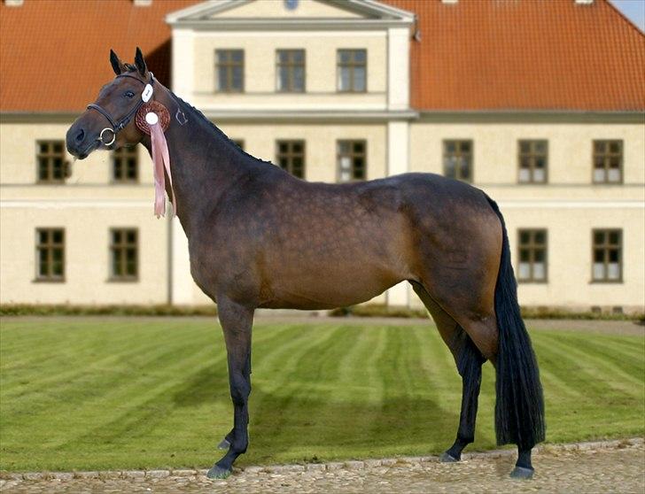 Dansk Varmblod Fabrix Miss Adelight - Til kåring hvor hun fik Bronzemedalje billede 1