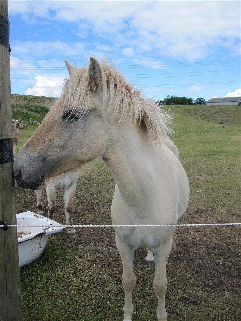 Fjordhest Lotte - D. 24/06-2011 Foto: TG billede 1