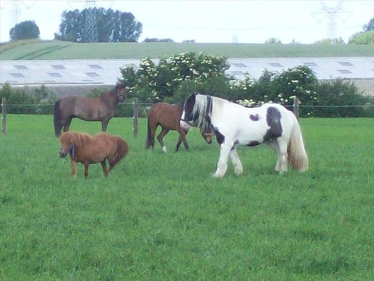 Irish Cob Sheiken ( Himmelhest) - Dejligt med alle ponyerne, på det nye græs. billede 7