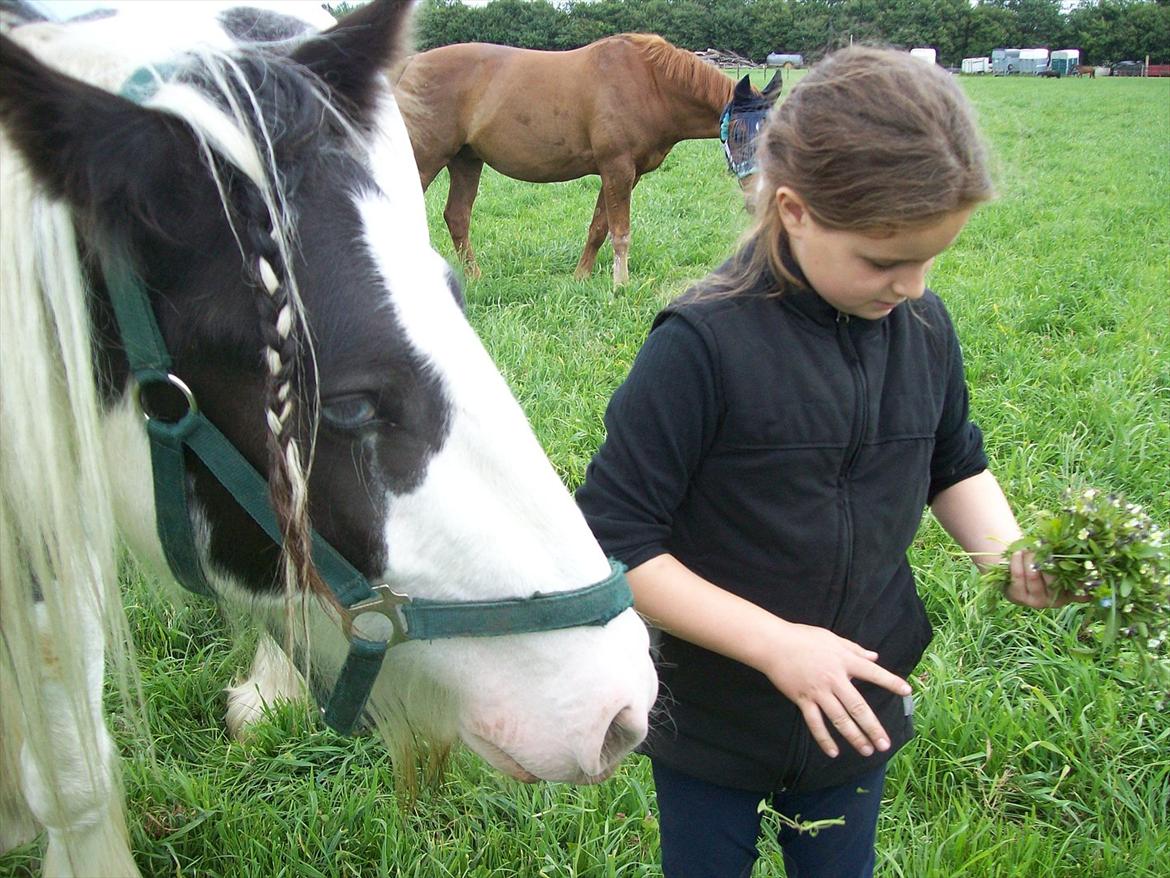 Irish Cob Sheiken ( Himmelhest) billede 11