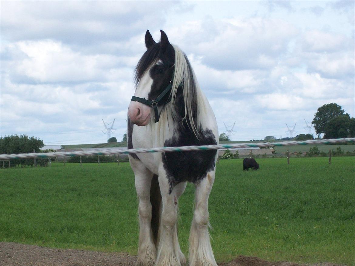 Irish Cob Sheiken ( Himmelhest) - Bare en super skøn basse. billede 1