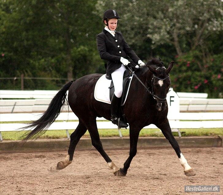 Anden særlig race Arkiball <3 - LB3 til udv. klubstævne på TURK :) 
1. plads med 64,xx%  <3 (Første stævne)
Fotograf: Barløse billede 13