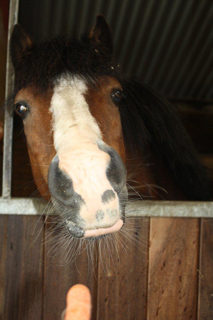 Welsh Mountain (sec A) Springbourne Huckleberry A-PONY (SOLGT) - søde hugsu bak som gerne vil have en gulerød;-)
2011 billede 8