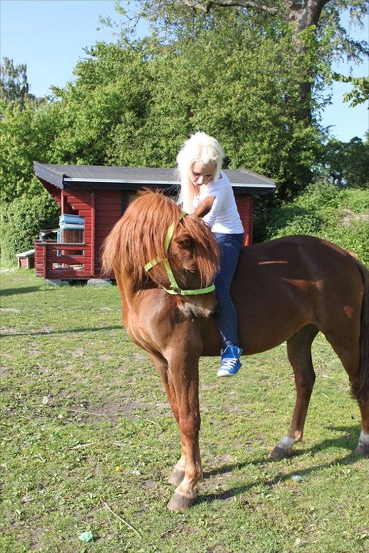 Anden særlig race Red Ready Ballou.<3:* - (4) Sommer 2011.
Ballou? Intet kan beskrive hvad vi to har sammen... Igen andre end jeg ser dit indre<3 billede 4