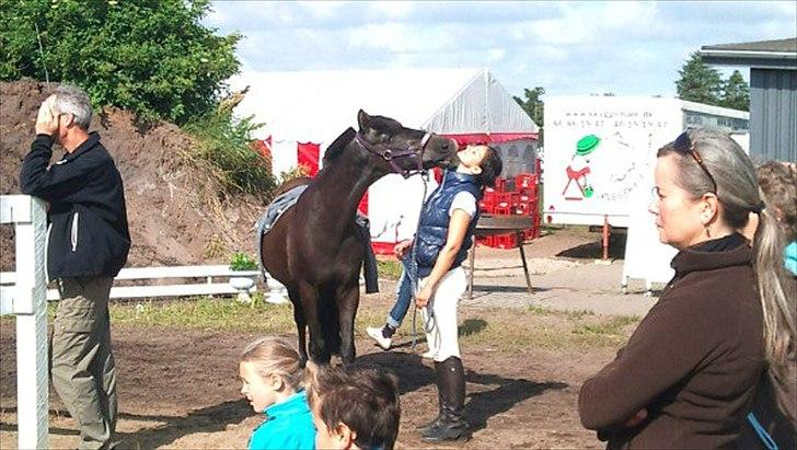 Anden særlig race maddox  billede 9