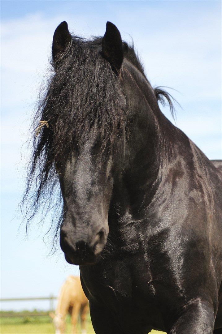 Frieser Lukas Rønge billede 2