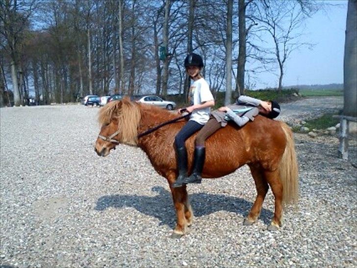 Islænder *Stjerne*! (rider) billede 4