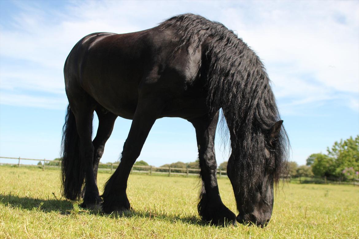 Frieser Lukas Rønge billede 3