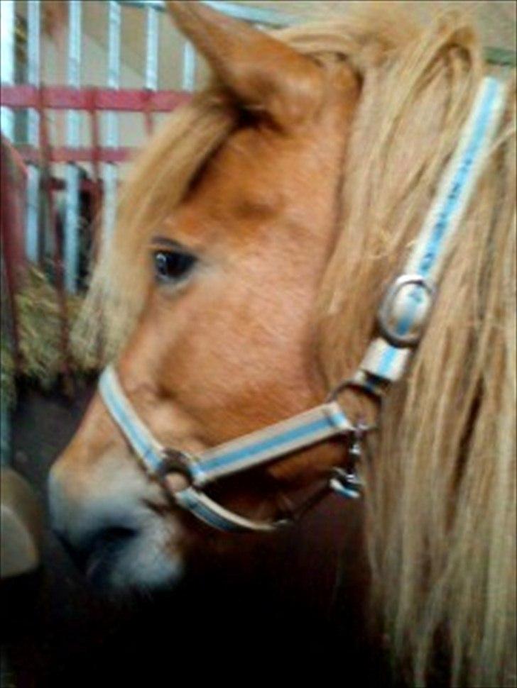 Islænder *Stjerne*! (rider) billede 7