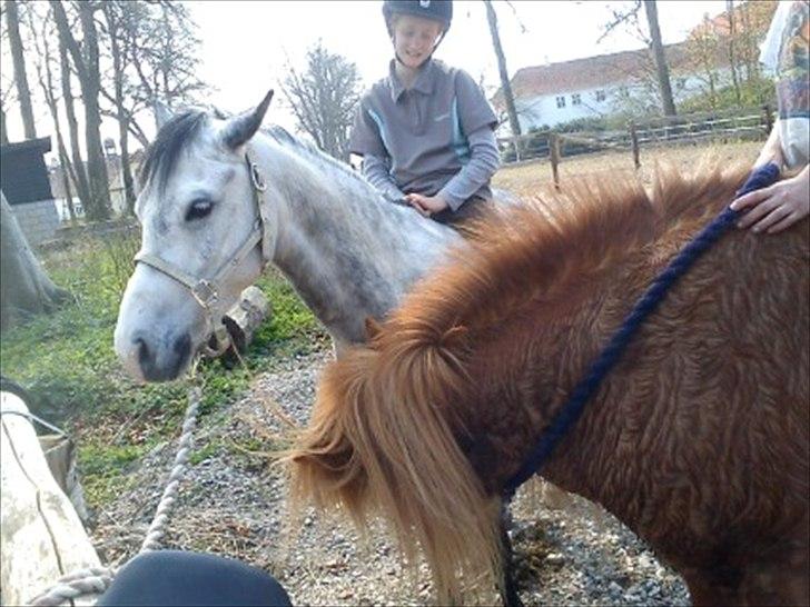 Islænder *Stjerne*! (rider) - <3 billede 11
