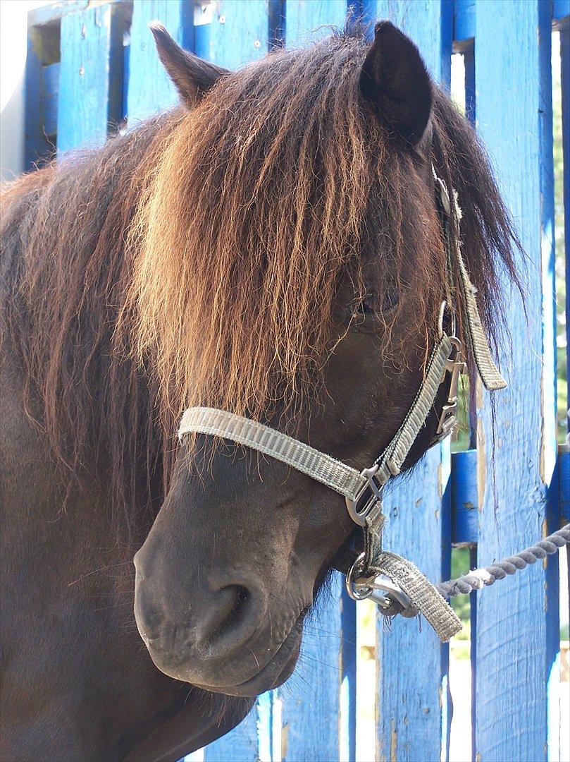 Shetlænder Magnum :) NUMSEN :D <3 - *-; billede 8