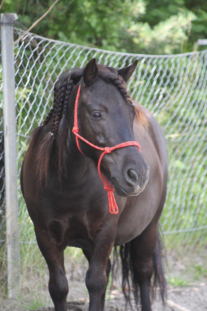 Shetlænder Magnum :) NUMSEN :D <3 - Magnum <3 billede 1