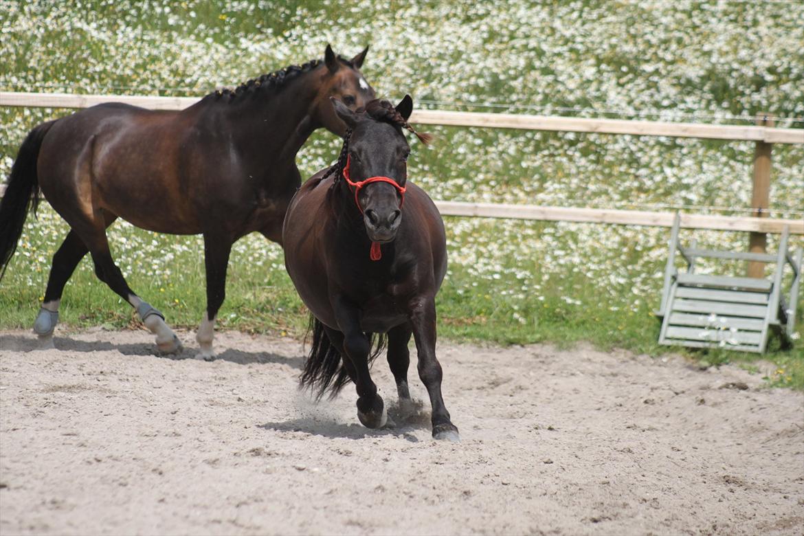 Shetlænder Magnum :) NUMSEN :D <3 - hyp hyp ;) billede 14