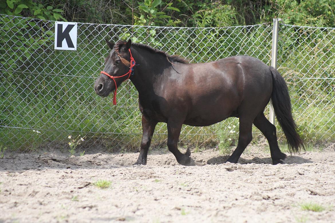 Shetlænder Magnum :) NUMSEN :D <3 - Smukke dreng <3 billede 15