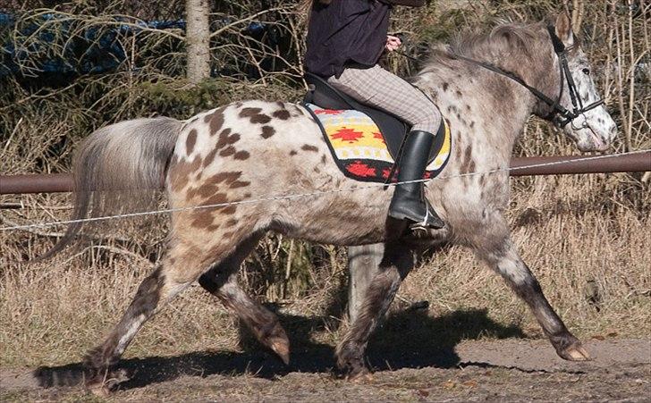 Knabstrupper Filur - Filur til ringridning, trav og med sin vinterpels :-) billede 15