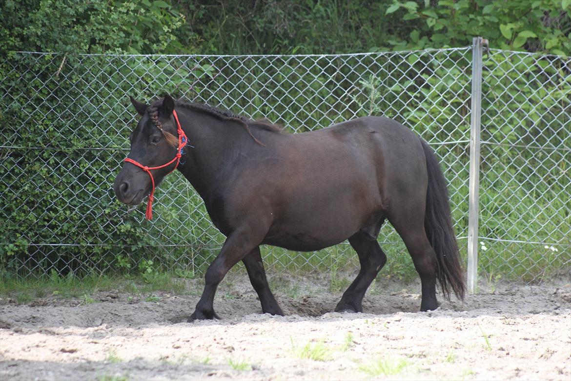 Shetlænder Magnum :) NUMSEN :D <3 - Trav :) billede 16