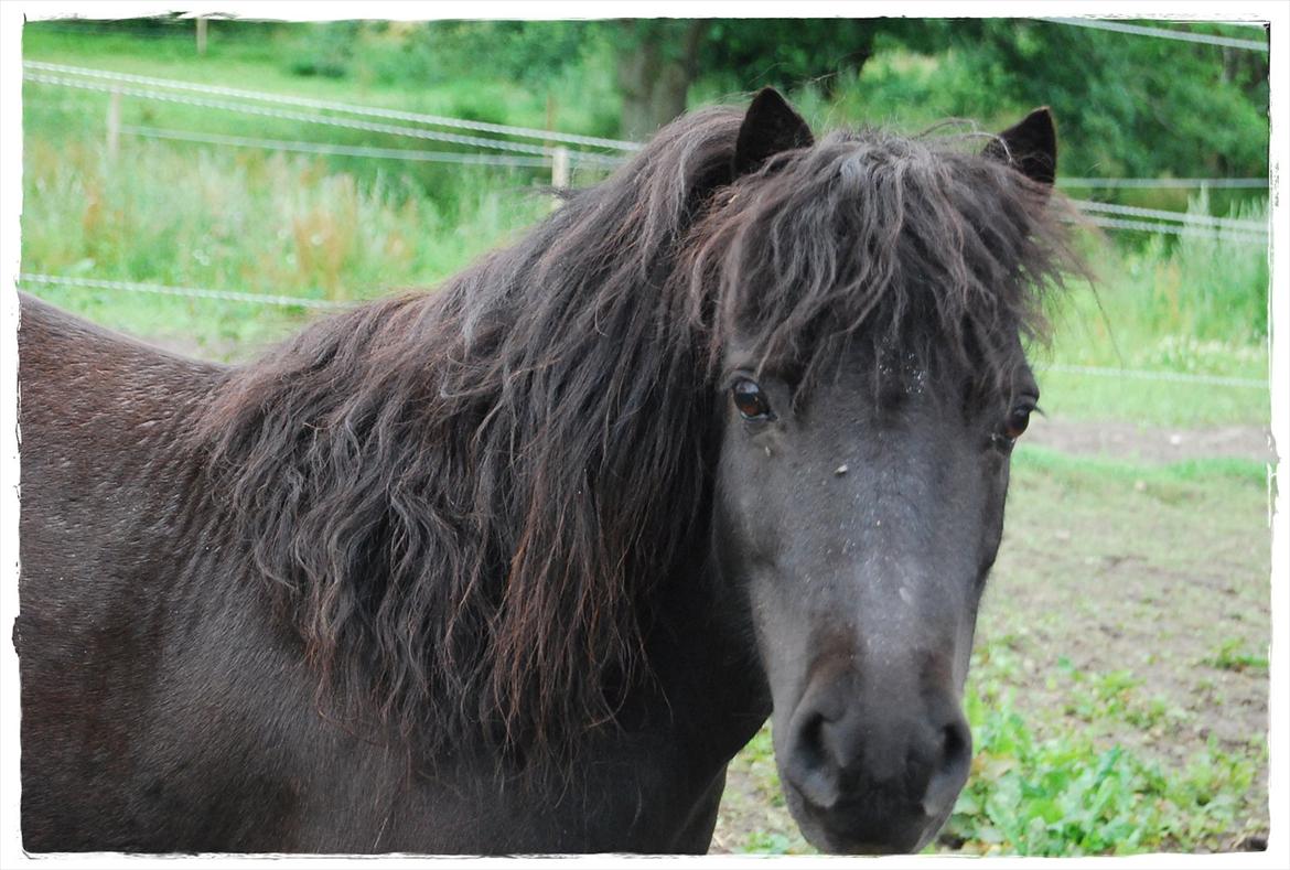 Shetlænder Prop †   billede 6