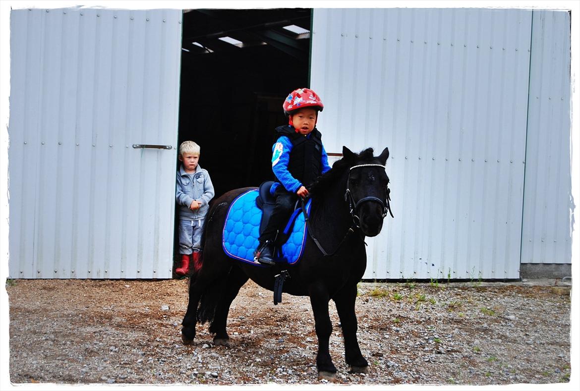 Shetlænder Prop †   billede 7