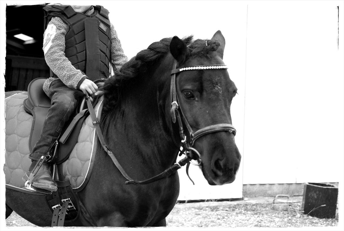 Shetlænder Prop †   billede 8