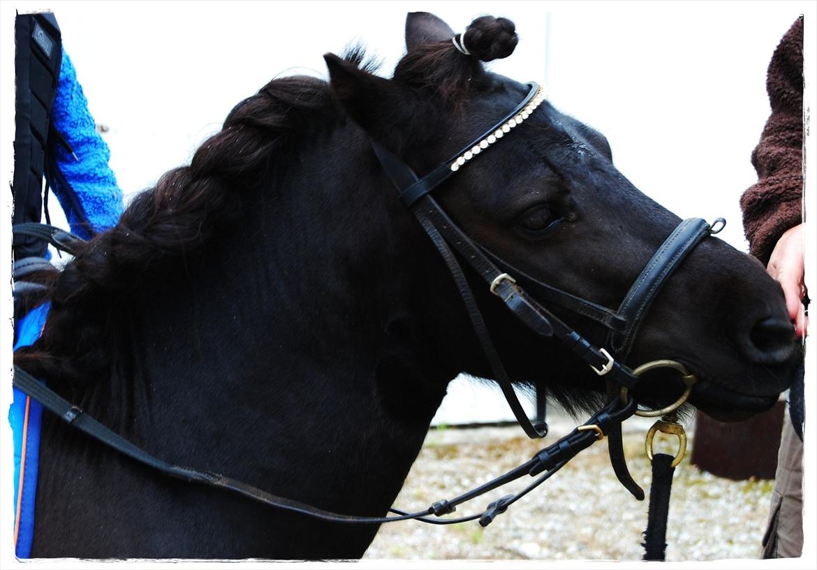 Shetlænder Prop †   billede 1