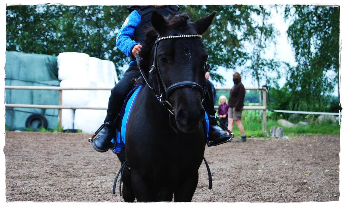 Shetlænder Prop †   billede 9