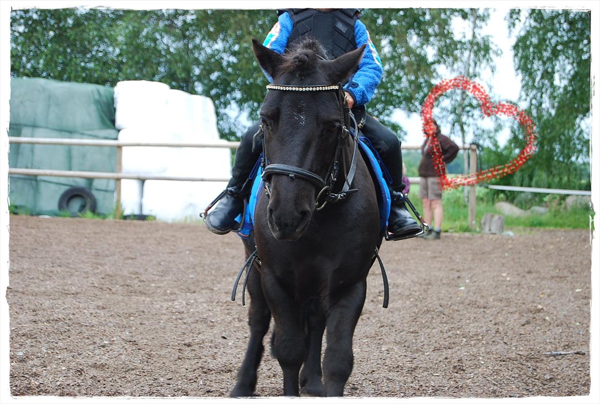 Shetlænder Prop †   billede 10