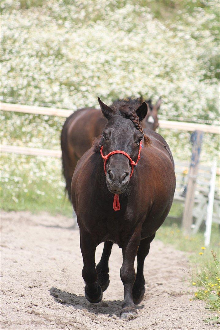 Shetlænder Magnum :) NUMSEN :D <3 - Hahah en tyk en der kommer der *-; billede 2