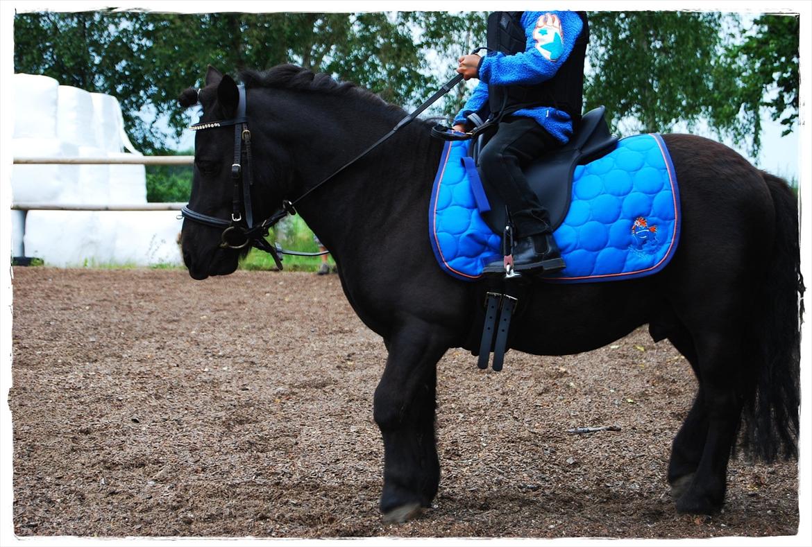 Shetlænder Prop †   billede 11