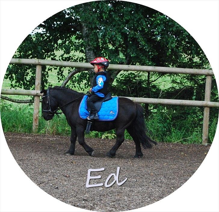 Shetlænder Prop †   billede 12