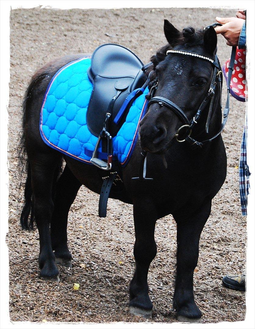 Shetlænder Prop †   billede 13