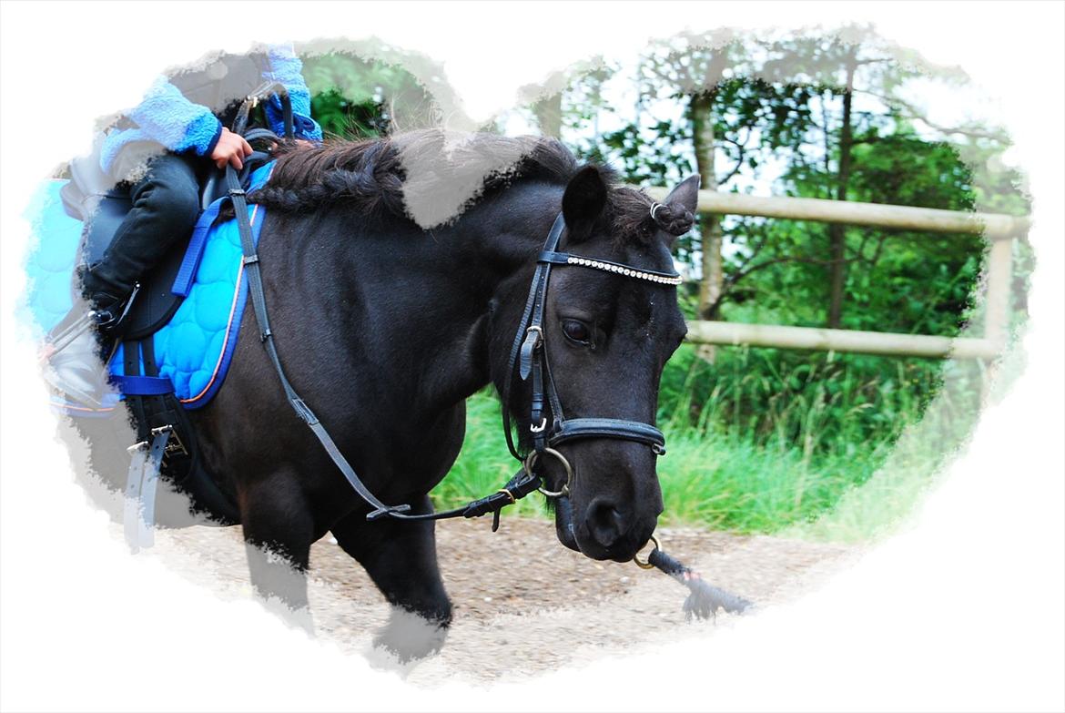 Shetlænder Prop †   billede 14