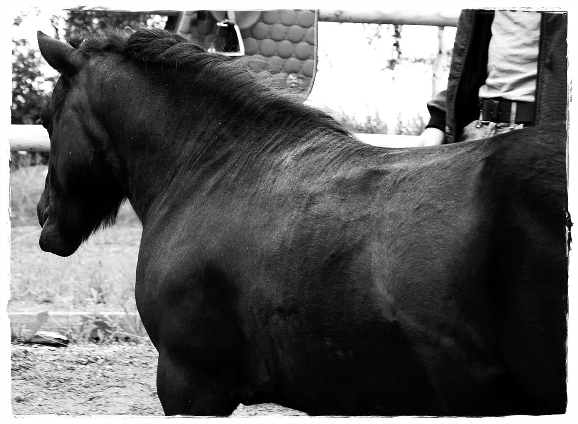 Shetlænder Prop †   billede 15