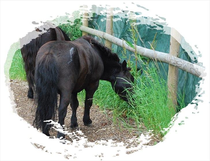 Shetlænder Prop †   billede 16