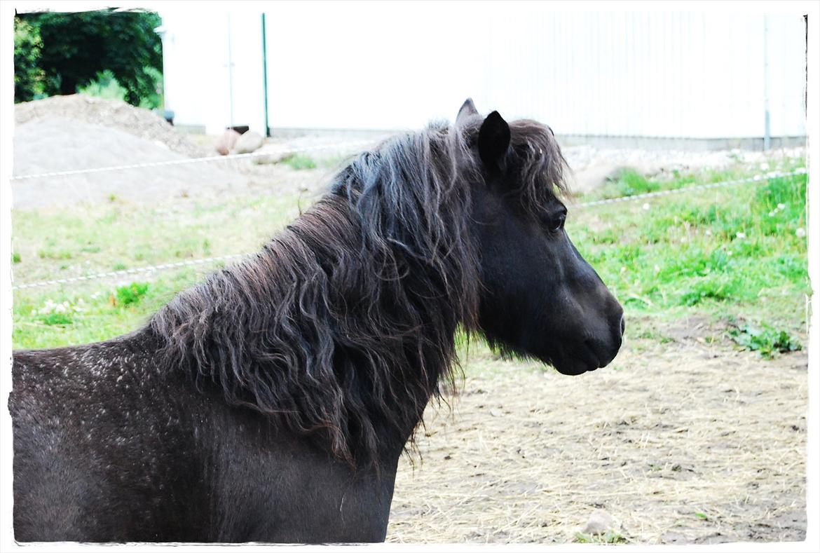 Shetlænder Prop †   billede 17