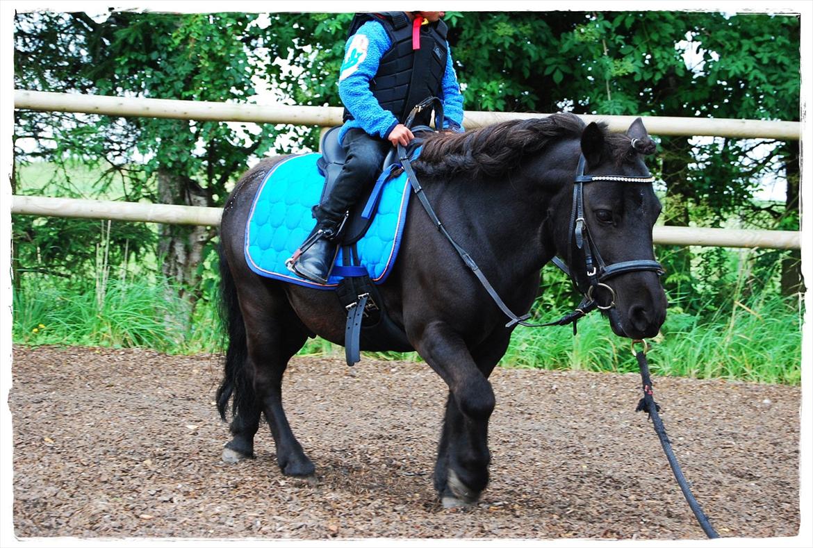 Shetlænder Prop †   billede 18