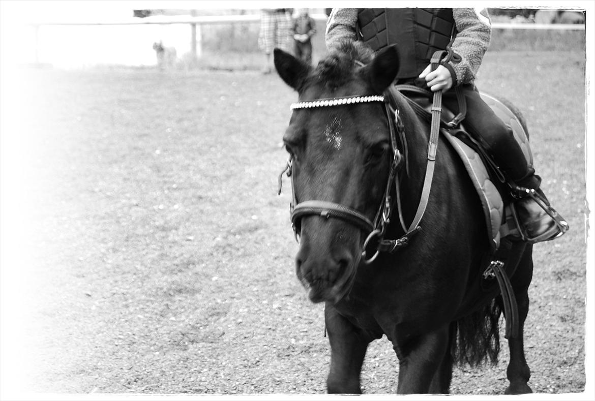 Shetlænder Prop †   billede 19