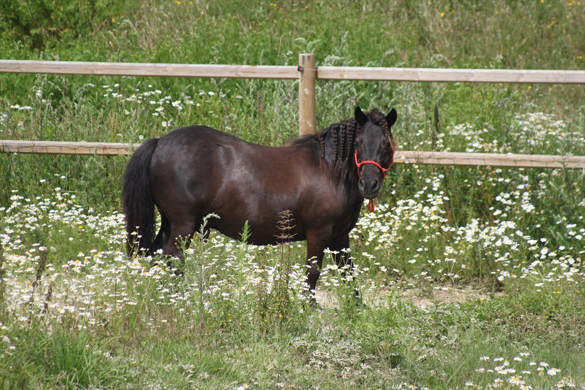 Shetlænder Magnum :) NUMSEN :D <3 - BØLLE! han stak af, under hegnet ud på folden! haha :D billede 5