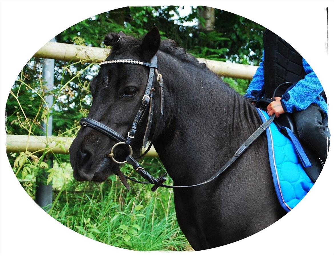 Shetlænder Prop †   billede 20