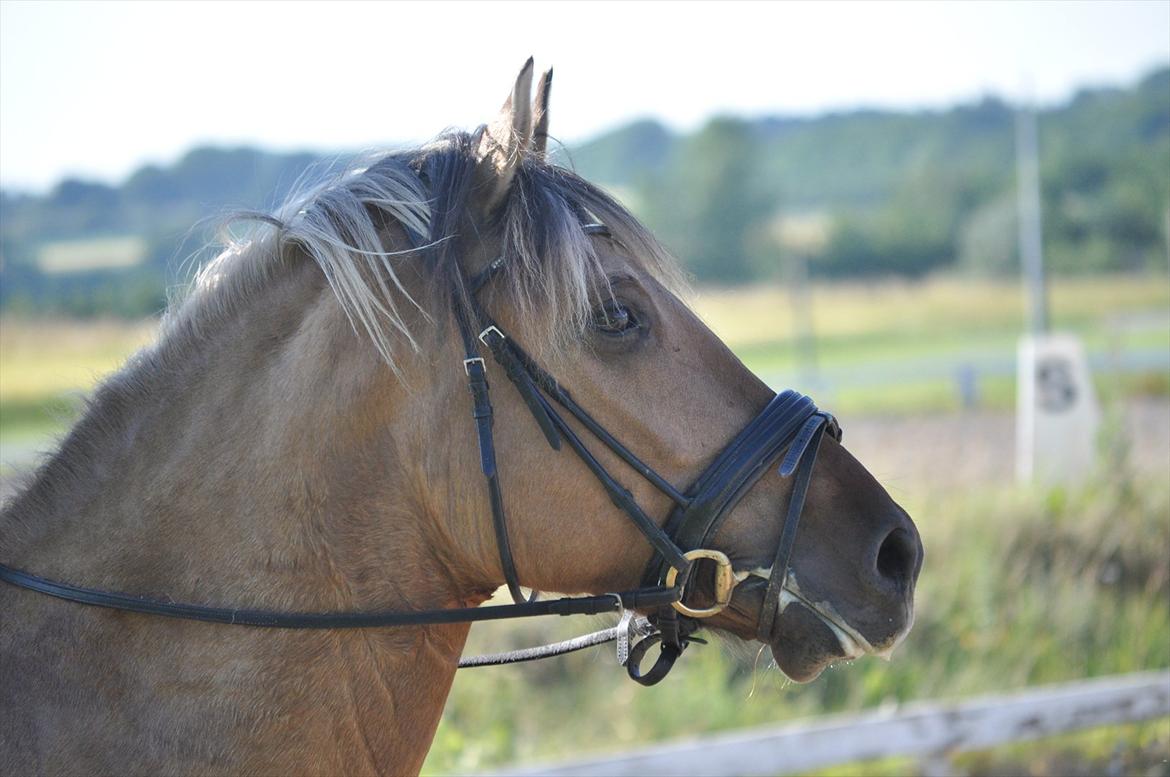 Anden særlig race Loke - Foto: Freja Nørlem billede 11