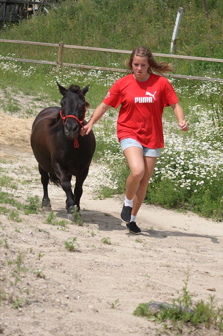Shetlænder Magnum :) NUMSEN :D <3 - hah ind og hente BØLLEN! :-P billede 17
