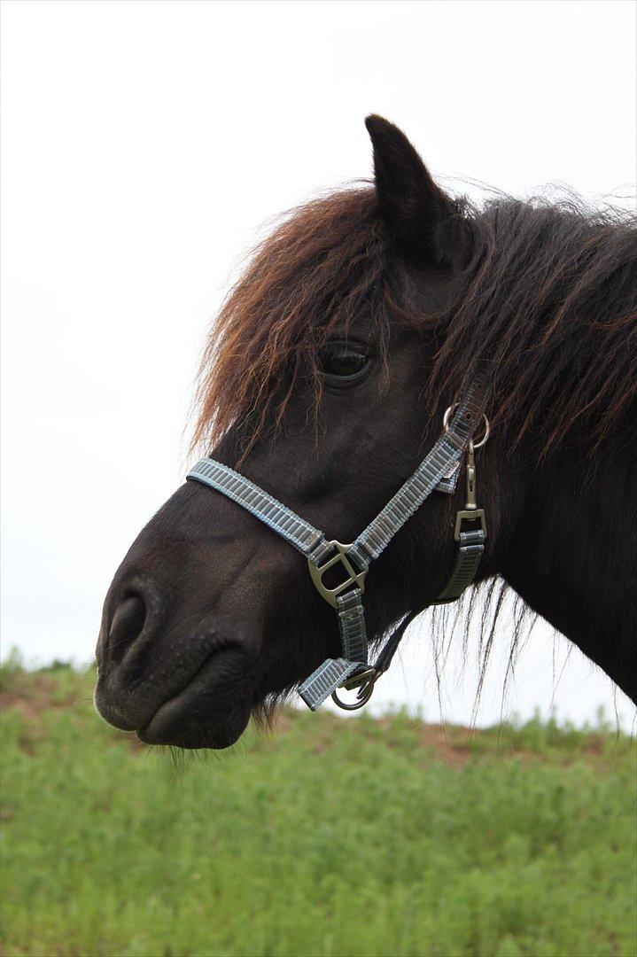 Shetlænder Magnum :) NUMSEN :D <3 - Ser lidt underlig ud ;-) billede 18