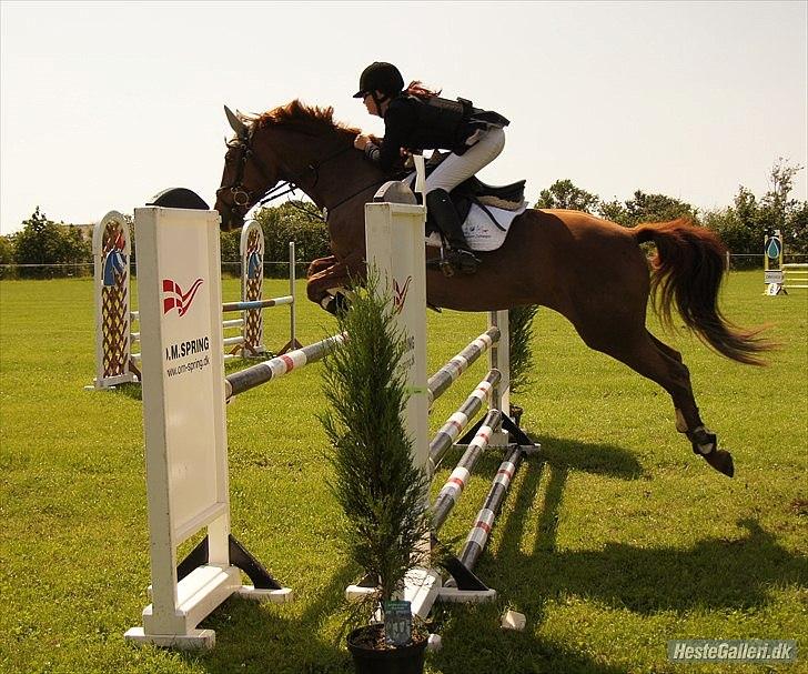 Dansk Varmblod Bona´s Fair Lucca (SOLGT 16.7.2011) - Sidste spring i LC.. stjerne billede 20