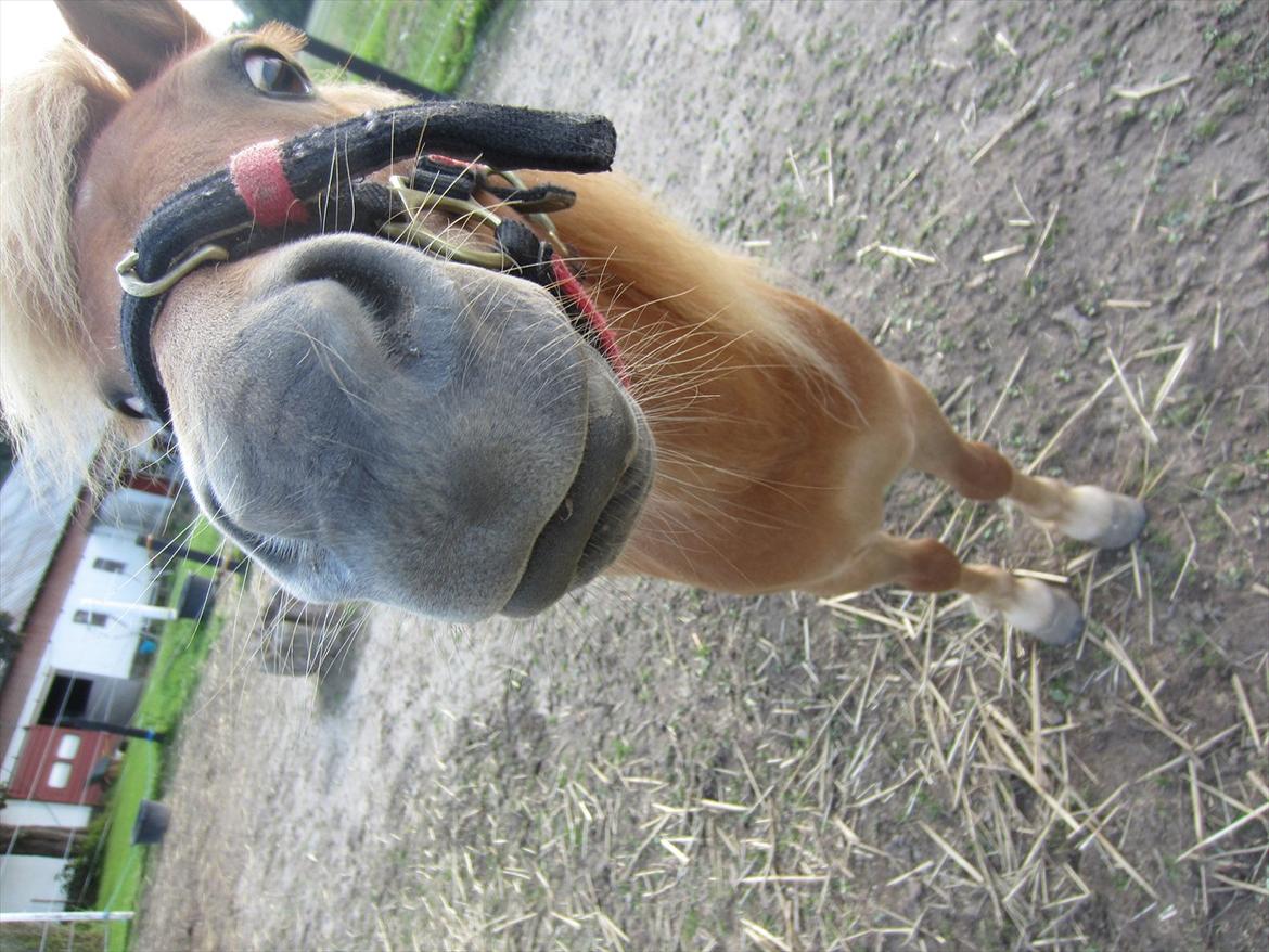 Shetlænder Seppo - Prinsen :D billede 2