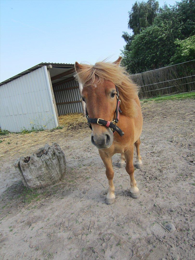 Shetlænder Seppo billede 3