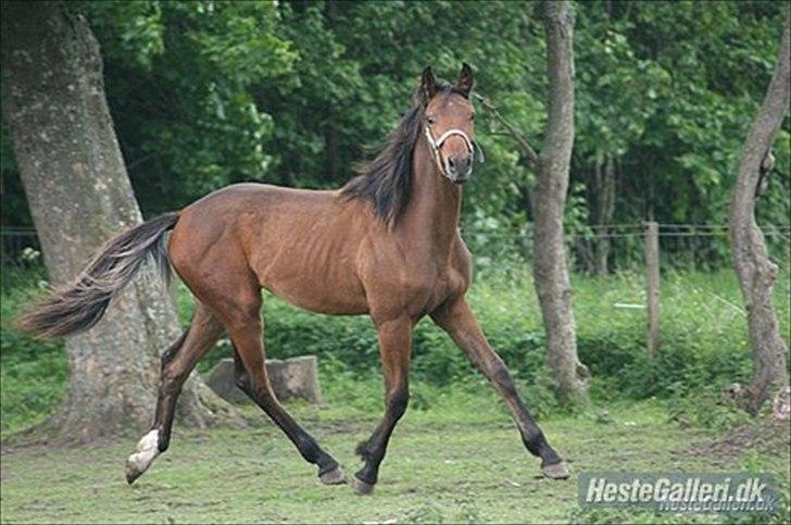 Dansk Varmblod Monty af Dandanell *SOLGT* - Monty (hos sin tidligere ejer) billede 17