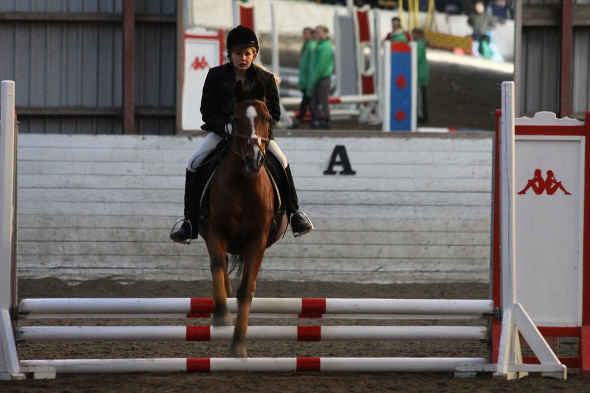 Hollandsk Sportspony Danny - første spring stævne:') billede 11